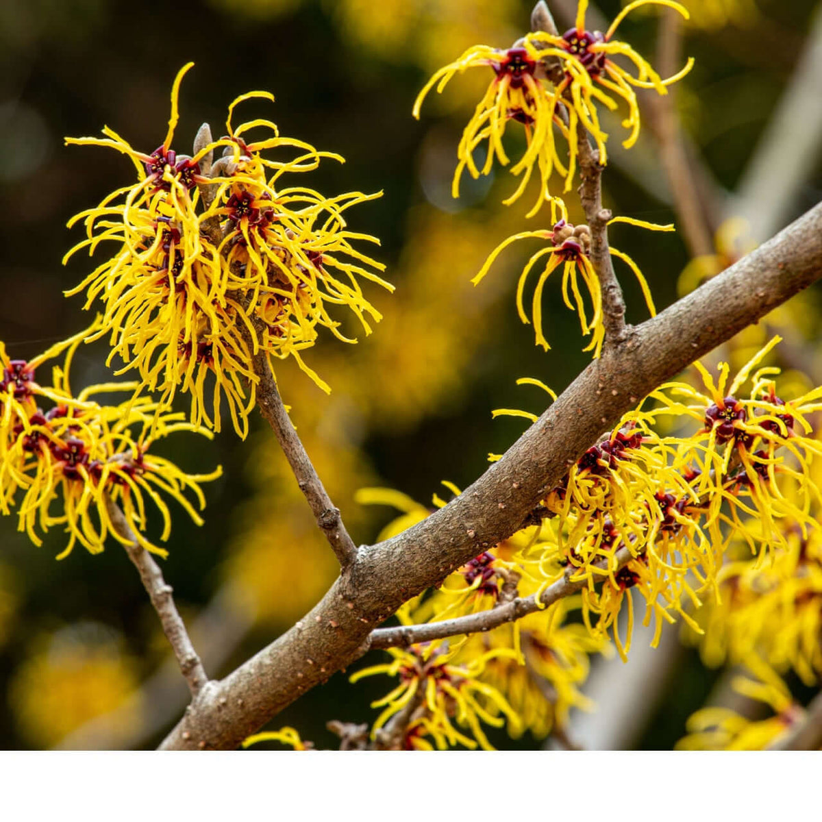 Vibrant yellow witch hazel blossoms with delicate, spidery petals and dark red centers bloom along a textured brown branch.
