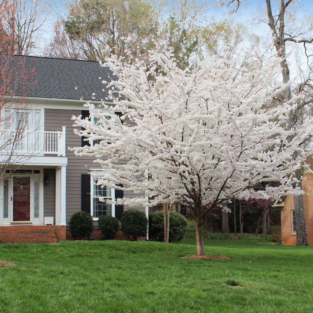 Blossoming Yoshino cherry tree with dense white flowers on green lawn
