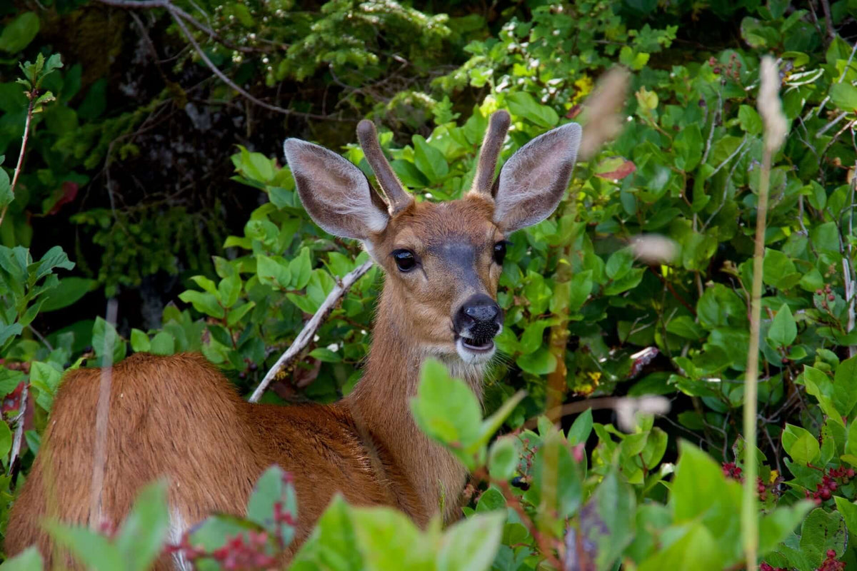 A young deer with brown fur and small antlers stands alert among lush green foliage.