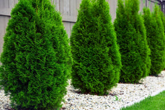 Evergreen Conifer Trees