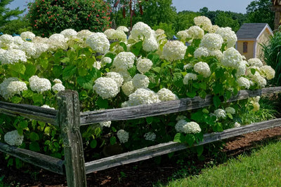 Bushes & Shrubs