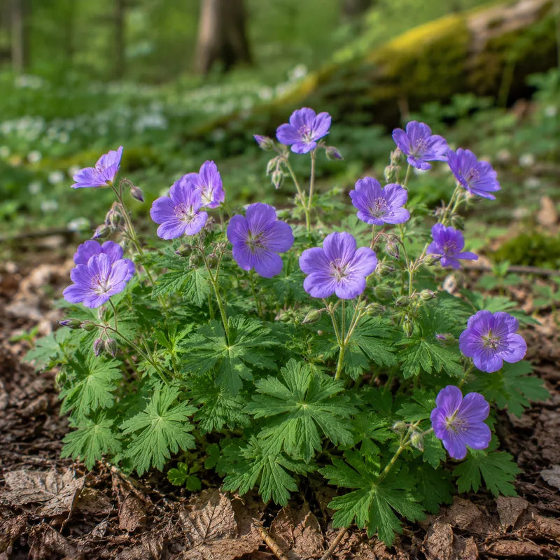 Wild Geranium Plant