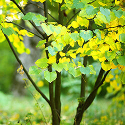 Tree in Spring