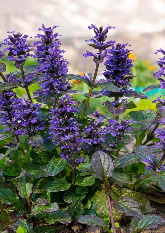 Vibrant purple Ajuga flowers with lush green leaves