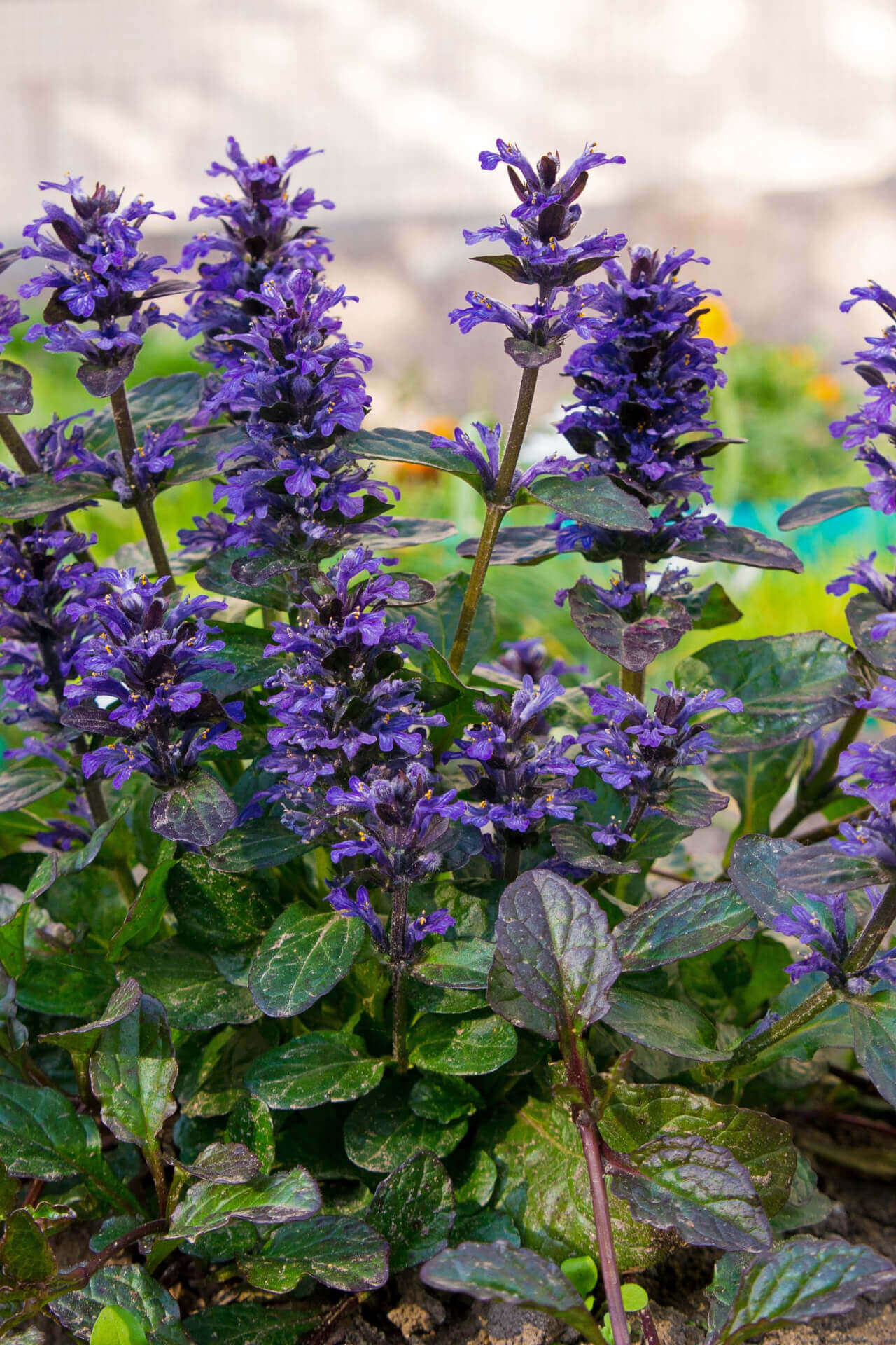 Ajuga Reptans - TN Nursery