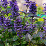 Ajuga Reptans - TN Nursery