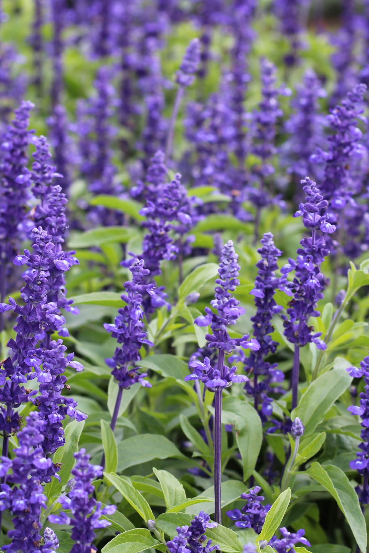 Ajuga Reptans - TN Nursery