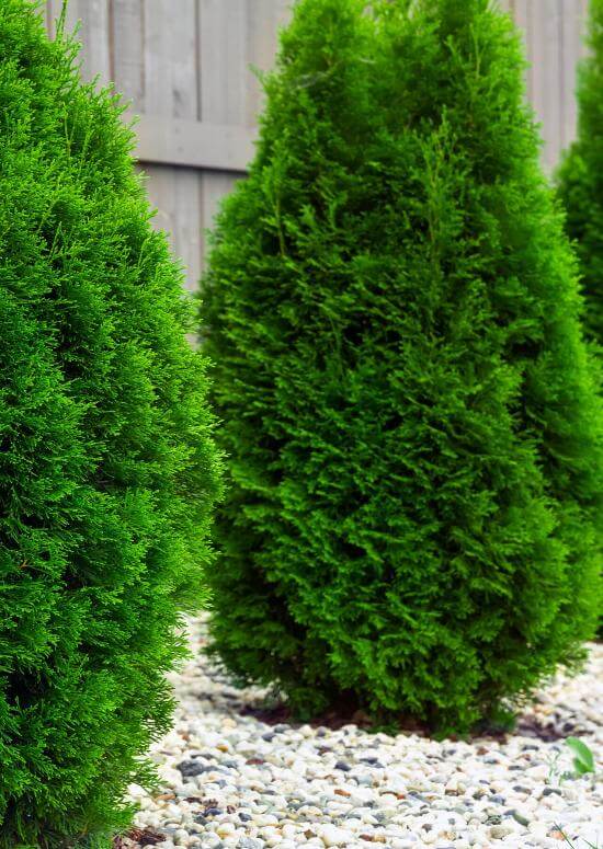 Vibrant green American arborvitae evergreen shrubs with dense needle-like foliage