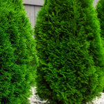 American Arborvitae - TN Nursery