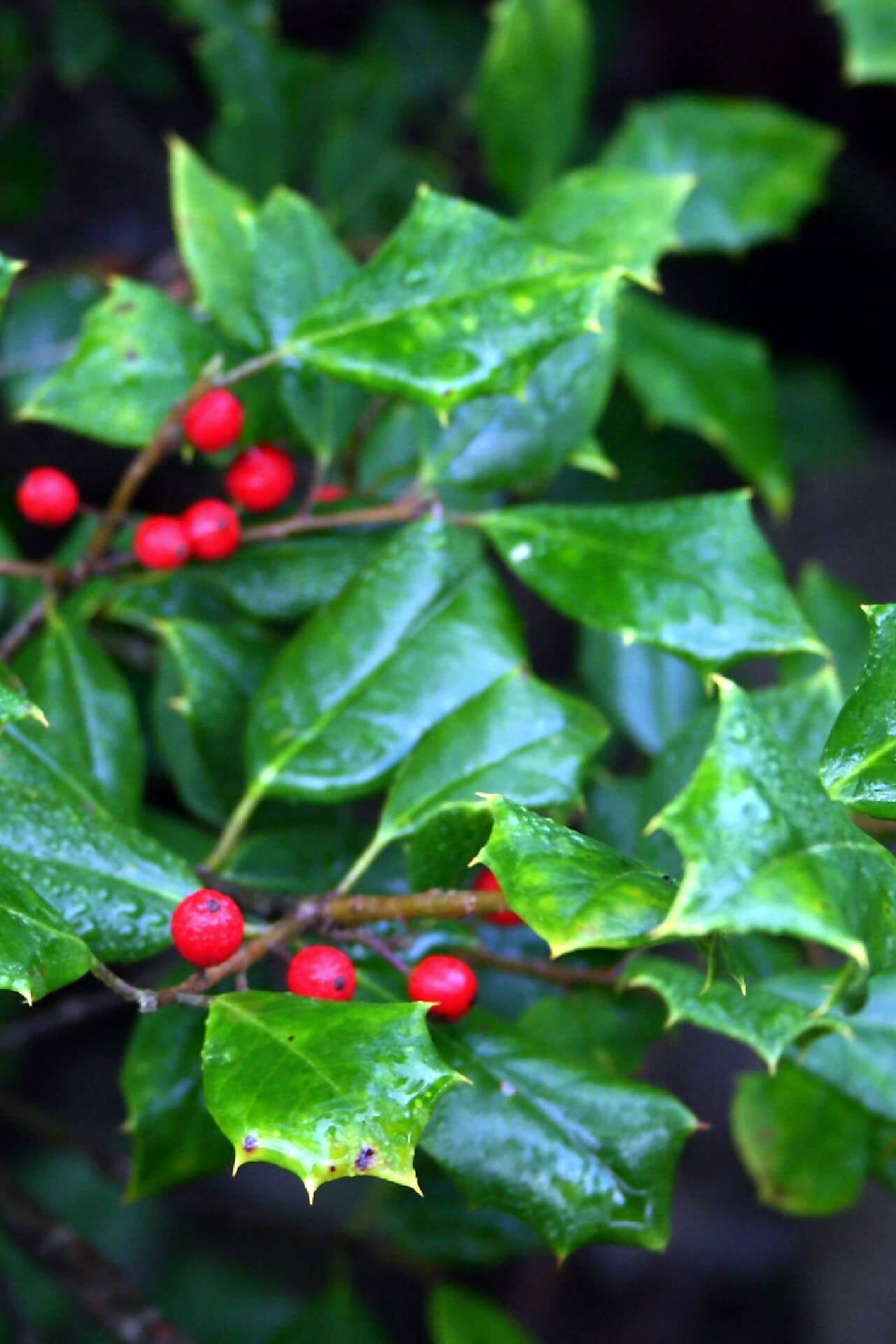 American Holly - TN Nursery