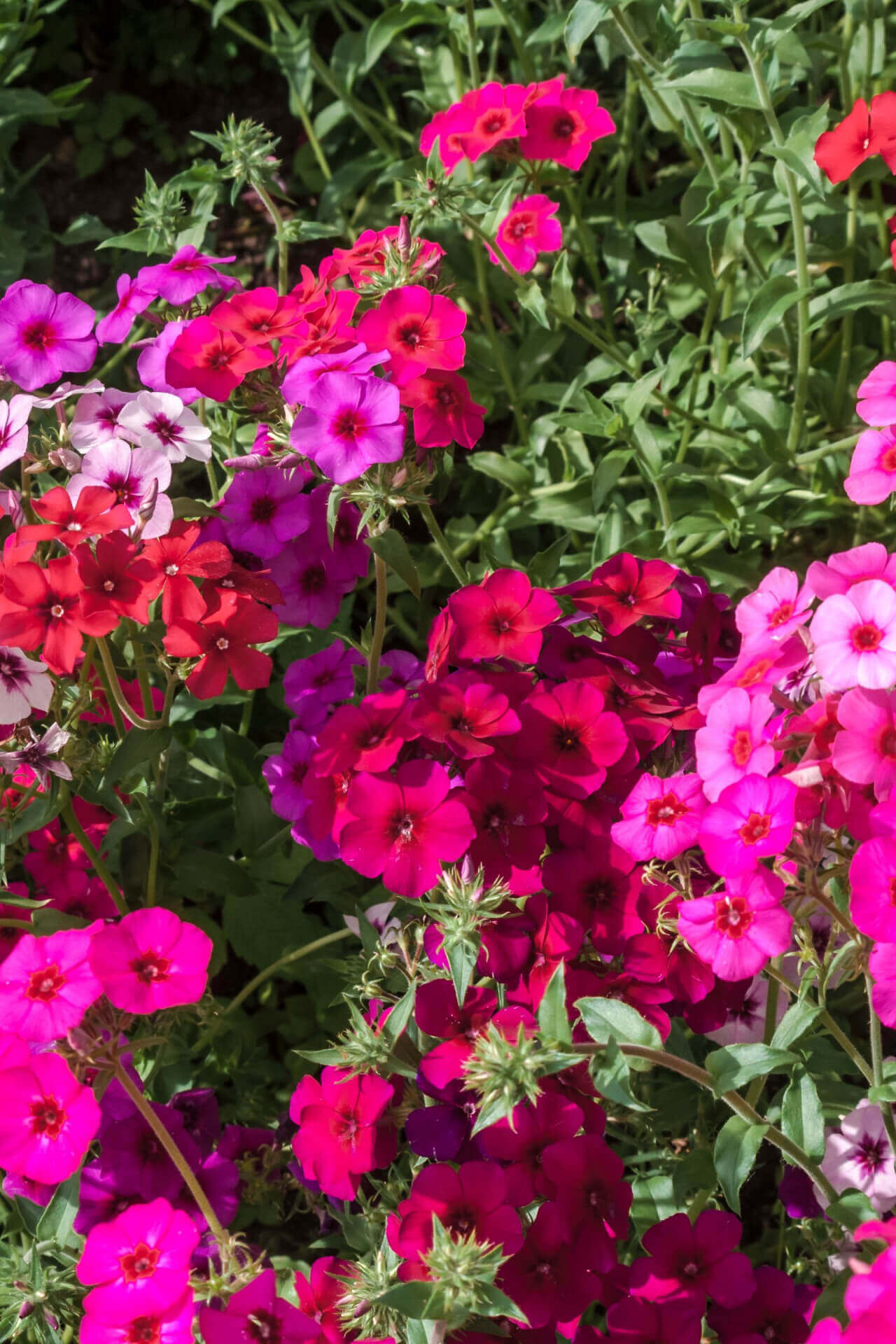 Annual Phlox - TN Nursery