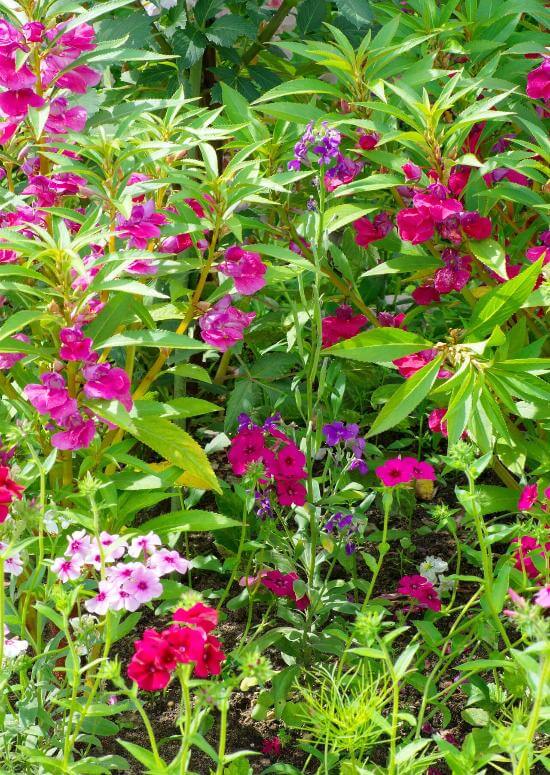 Vibrant annual phlox flowers in pink, purple, red amid lush green foliage