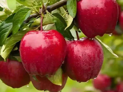 How to Plant a Bare Root Fruit Trees for Faster Growth and Larger Harvests