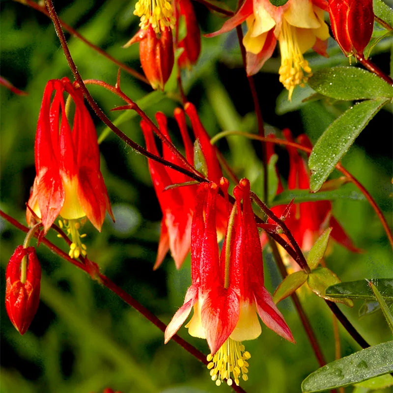 Columbine Plant