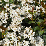 Arrowwood Viburnum - TN Nursery