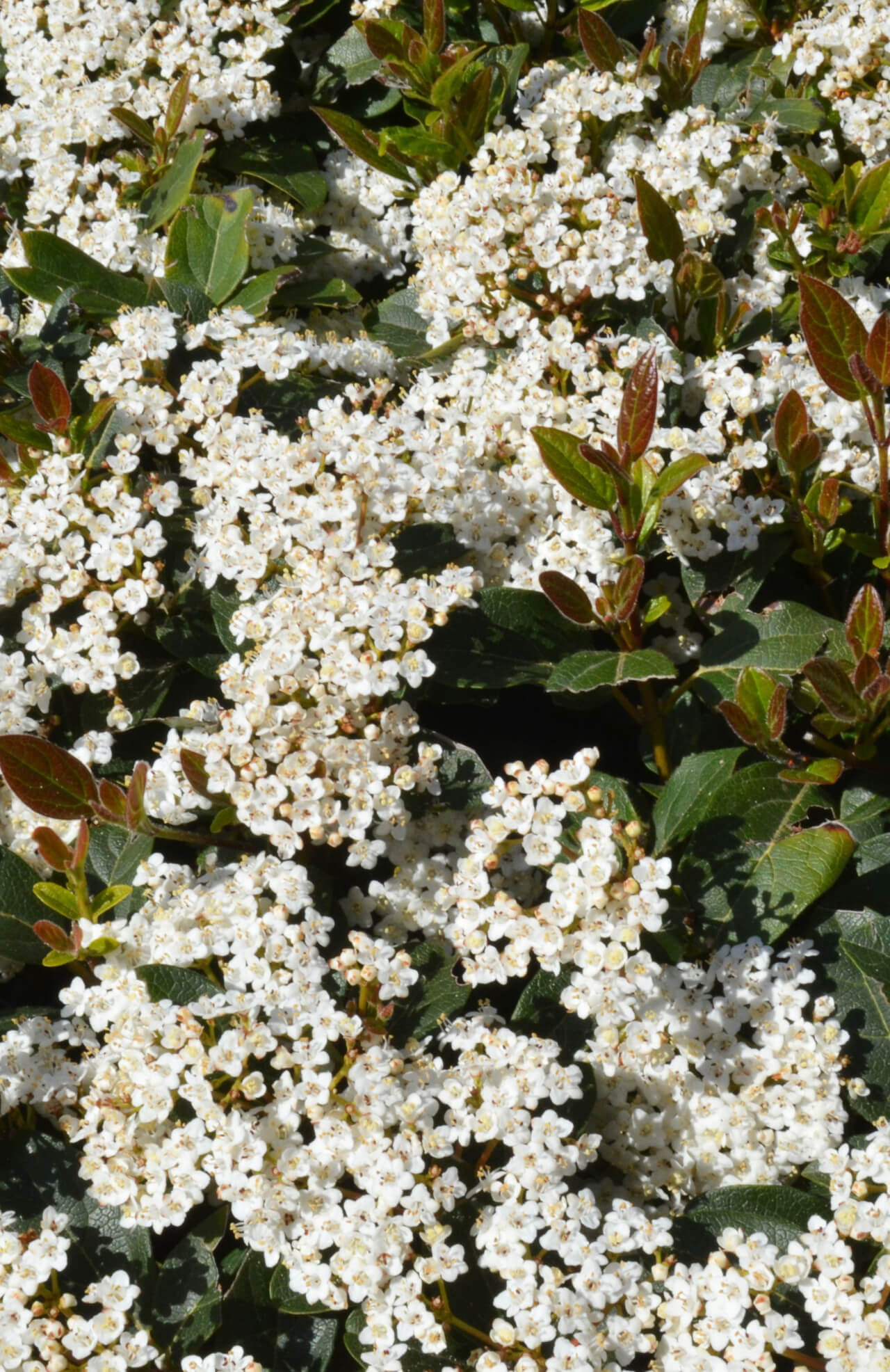 Arrowwood Viburnum - TN Nursery