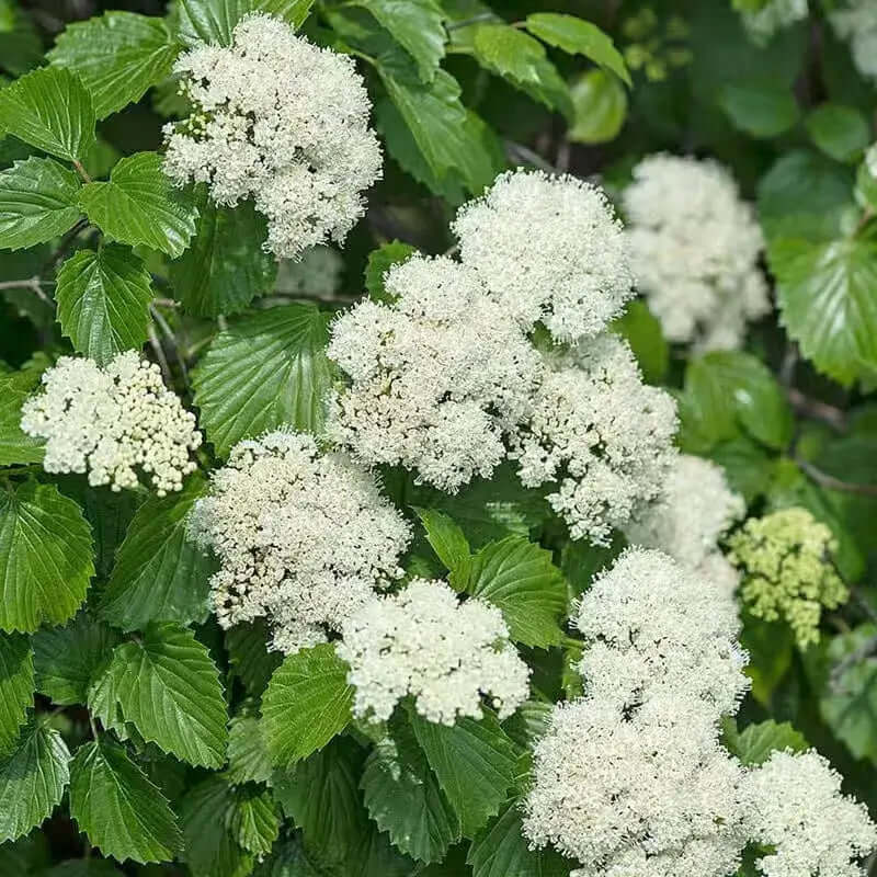 Arrowwood Viburnum - TN Nursery