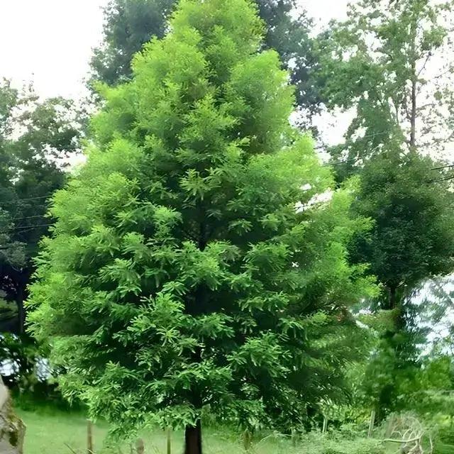 Bald Cypress Tree - TN Nursery