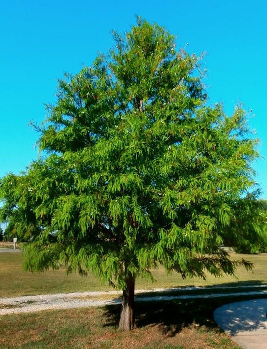 bald cypress tree