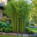 Bamboo Plant