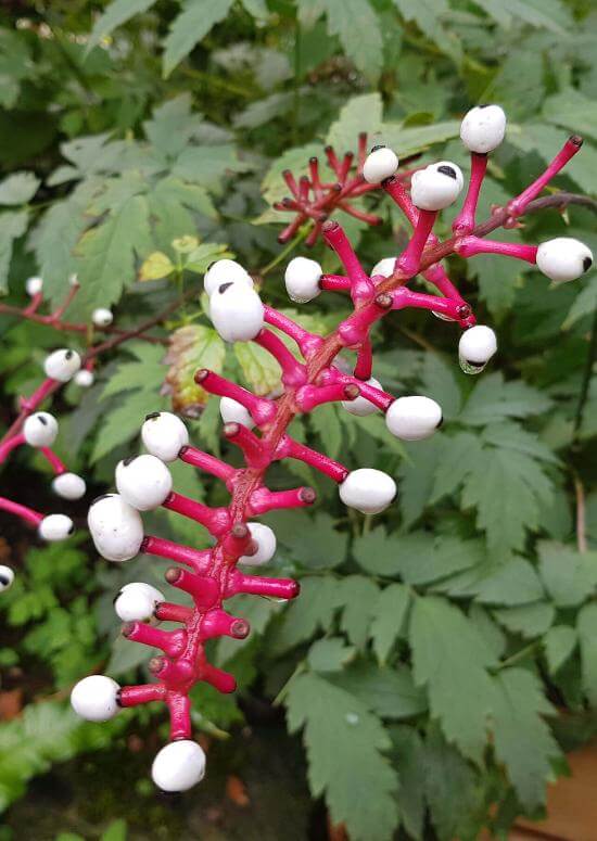 Vibrant pink baneberry doll eye stem with glossy white berries and black dots
