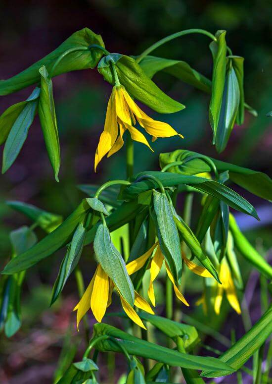 Vibrant yellow bell-shaped bellflowers with slender green leaves