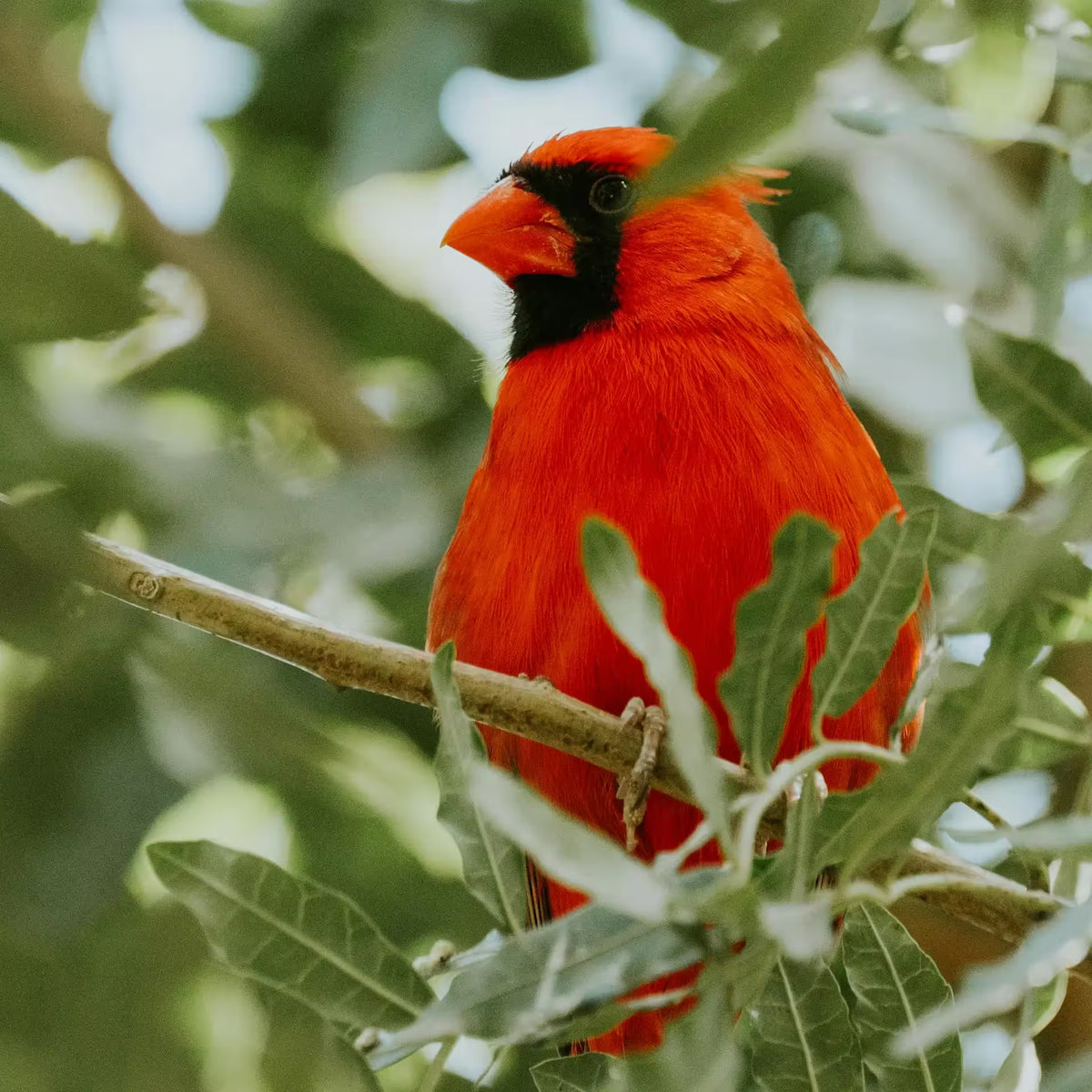 Bright red cardinal bird in foliage