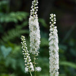 Black Cohosh - TN Nursery