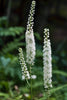 Black Cohosh