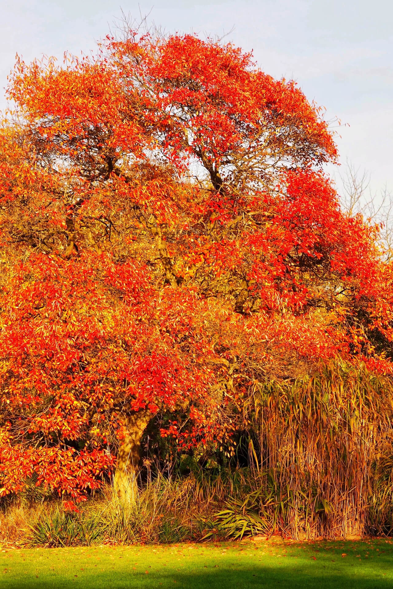 Black Gum - Tupelo Tree - TN Nursery