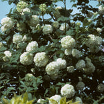 Black Haw Viburnum - TN Nursery