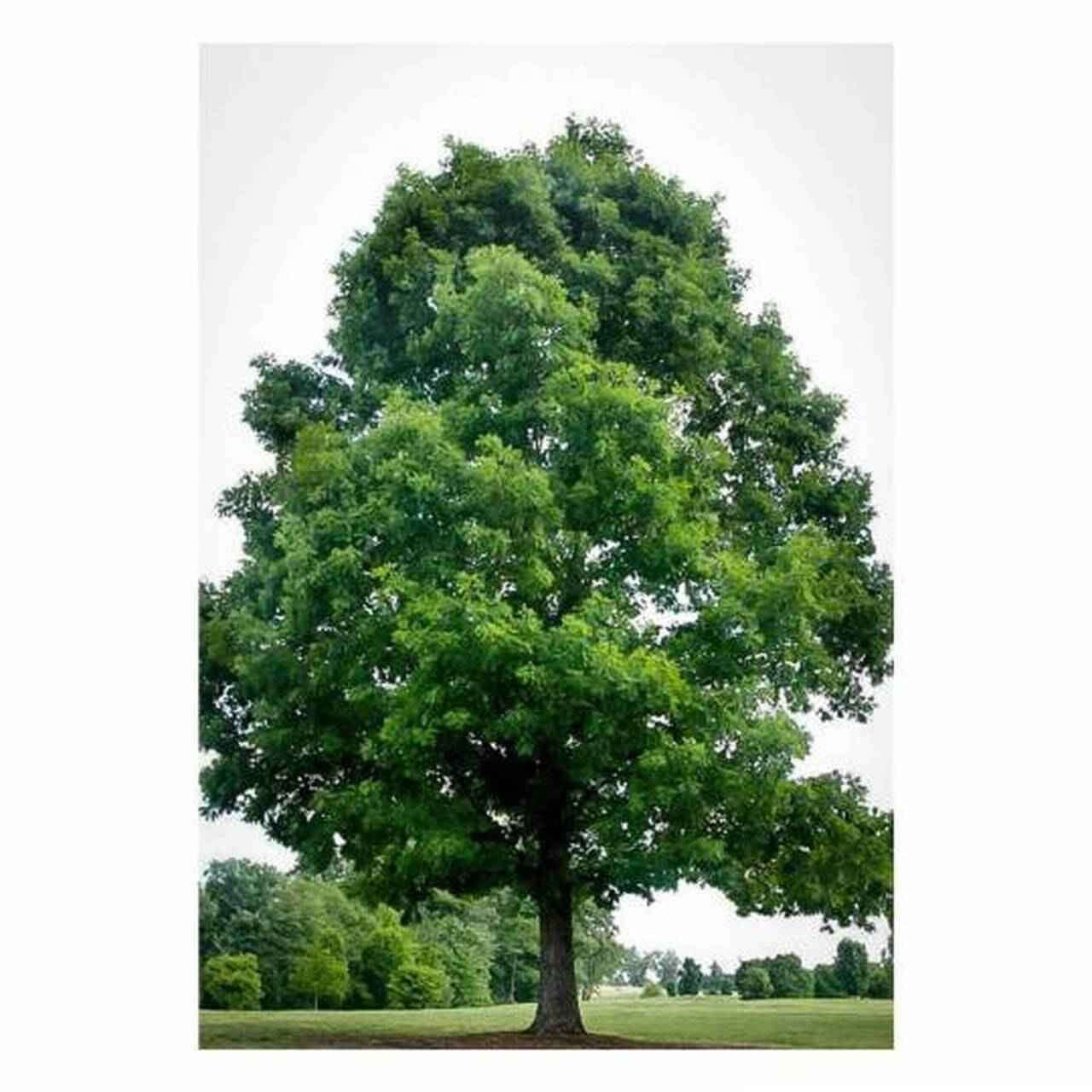 Black Oak Seedlings - TN Nursery