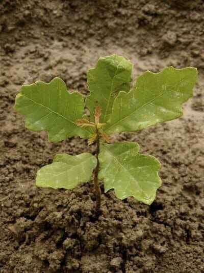 Black Oak Seedlings - TN Nursery