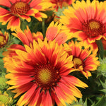 Blanket Flower - TN Nursery