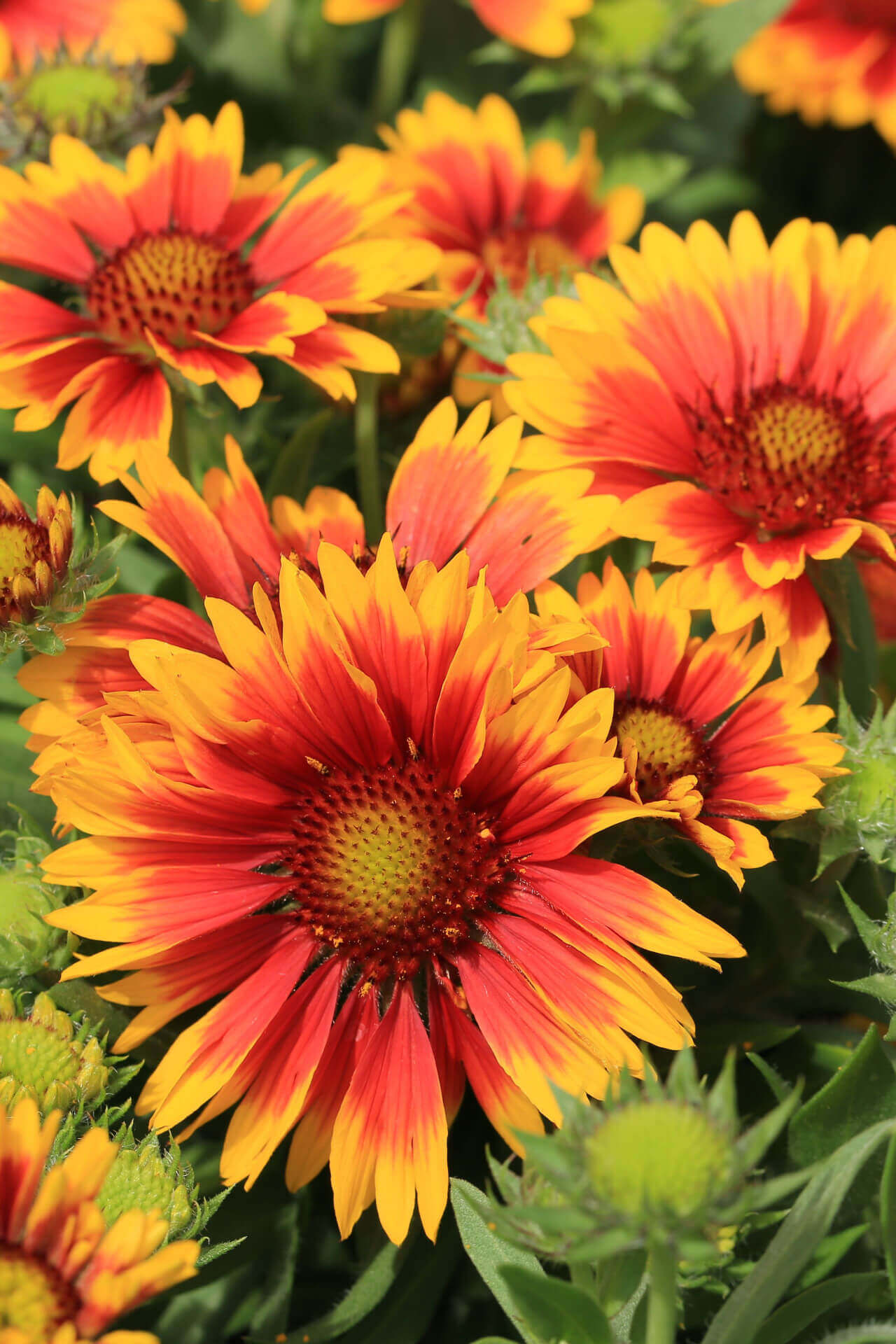 Blanket Flower - TN Nursery