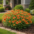 A large, rounded garden bed filled with blooming blanket flowers in shades of orange, yellow, and red, planted in a mulched bed in front of a suburban house with a stone porch.