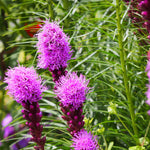 Blazing Star - TN Nursery