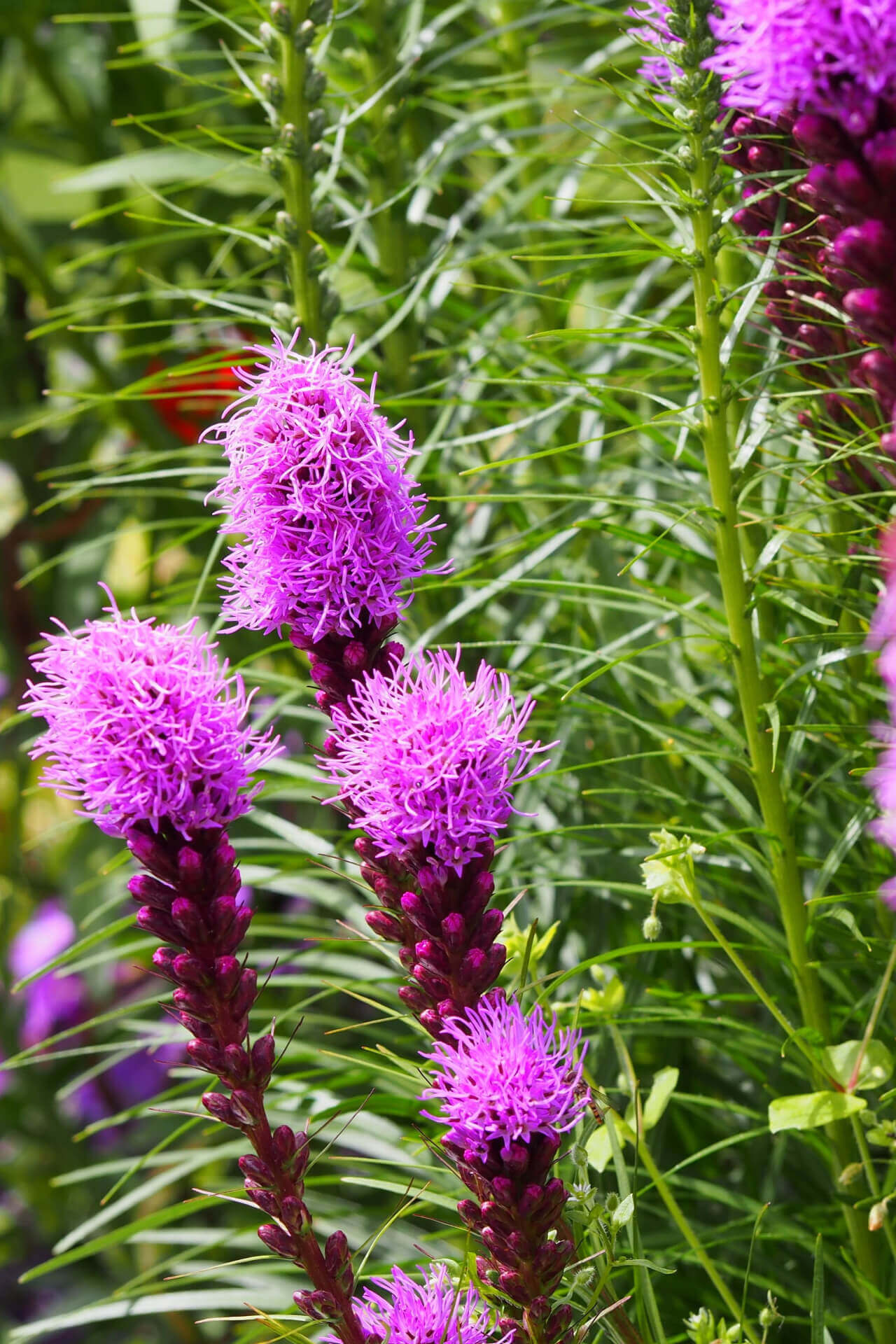 Blazing Star - TN Nursery