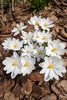 Bloodroot Plant