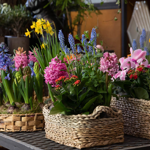 Blooming Plant Box - 25 Mixed -  Perennials & Climber Groundcover Vines - Chosen Perfect For Your Zone