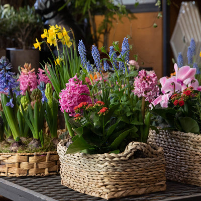 Blooming Plant Box - 25 Mixed -  Perennials & Climber Groundcover Vines - Chosen Perfect For Your Zone