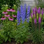 Garden bed with pink coneflowers, blue delphiniums, and purple liatris flowers in bloom - TN Nursery