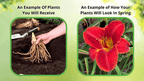 Vibrant red daylily with yellow center from 15 red white blue perennial package