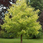 Acer Negundo - TN Nursery