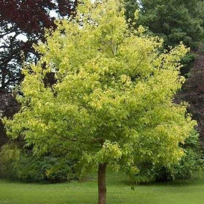 Acer Negundo - TN Nursery