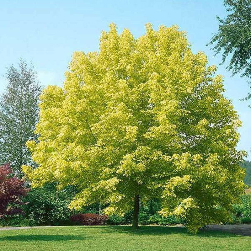 Box Elder - TN Nursry