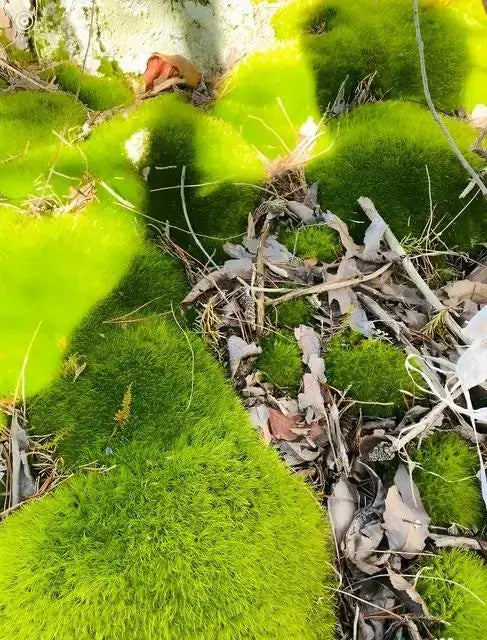 Broom Forkmoss - TN Nursery