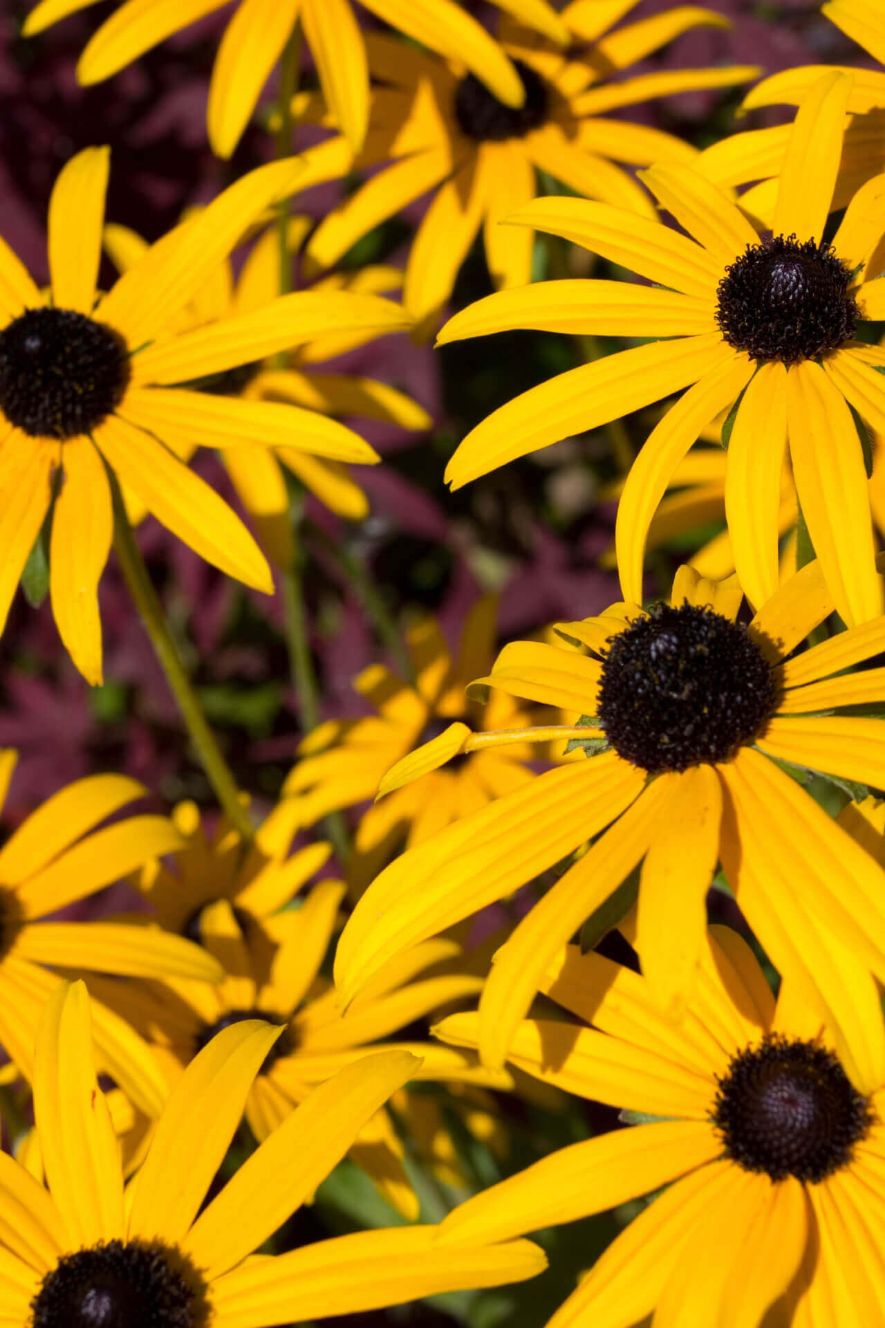 Brown Eyed Susan - TN Nursery