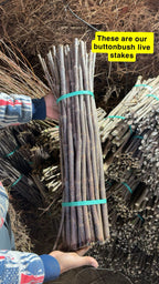 Bundled Buttonbush live stakes tied with teal rubber bands