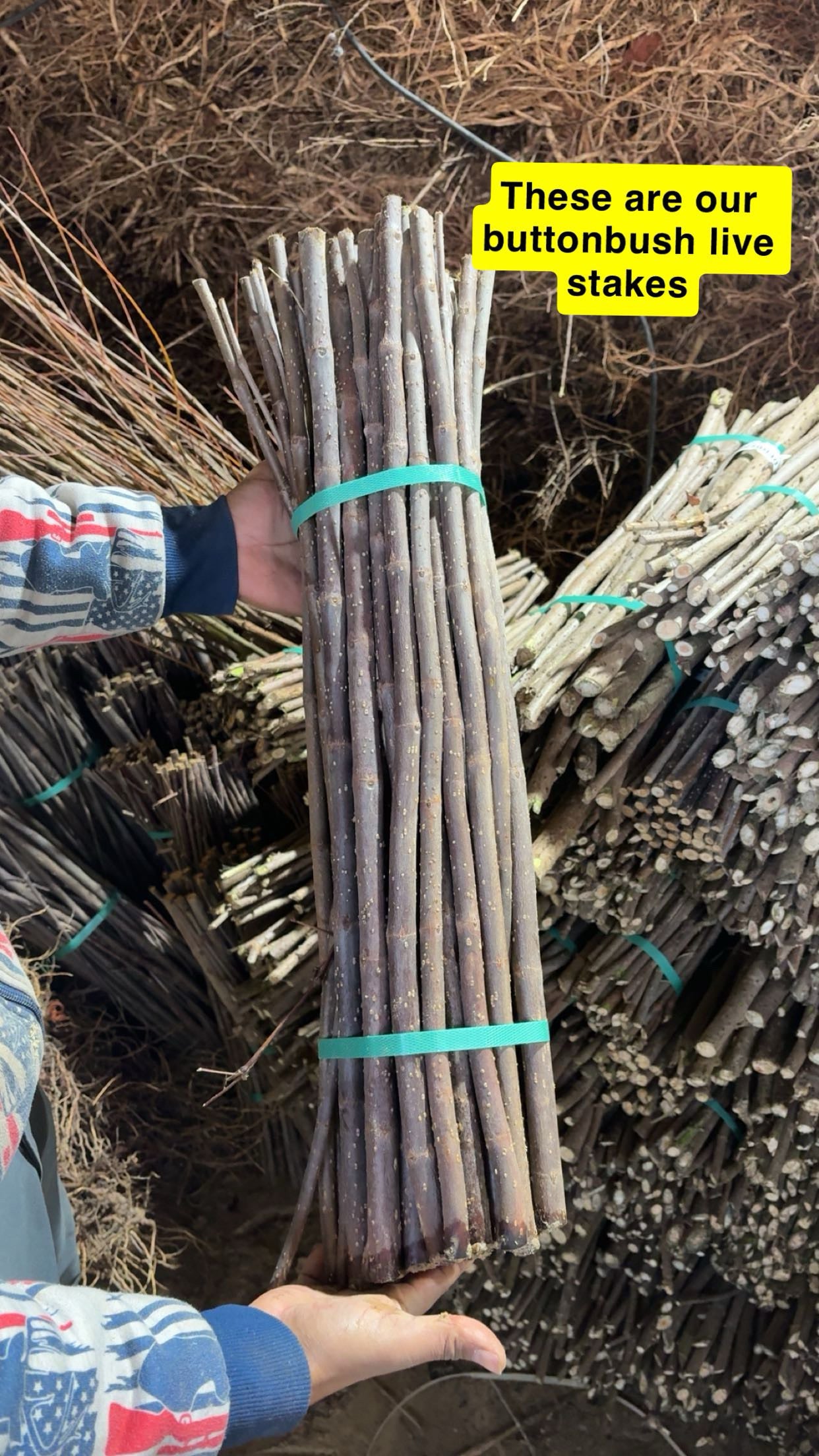 Bundled Buttonbush live stakes tied with teal rubber bands